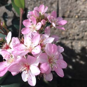 Meet your Posher, Ava